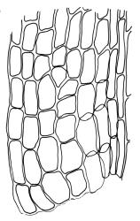 Kiaeria spenceri, alar cells. Drawn from G.O.K. Sainsbury 5434, CHR 535054.
 Image: R.C. Wagstaff © Landcare Research 2018 